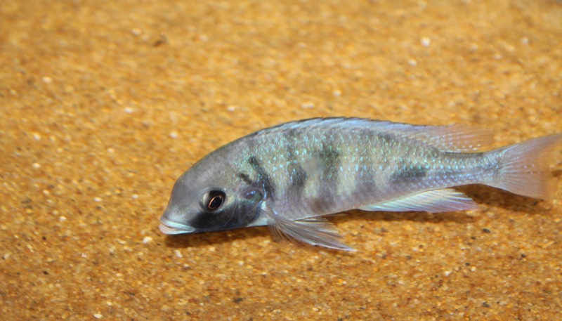 Cyrtocara moorii 'Masinje'